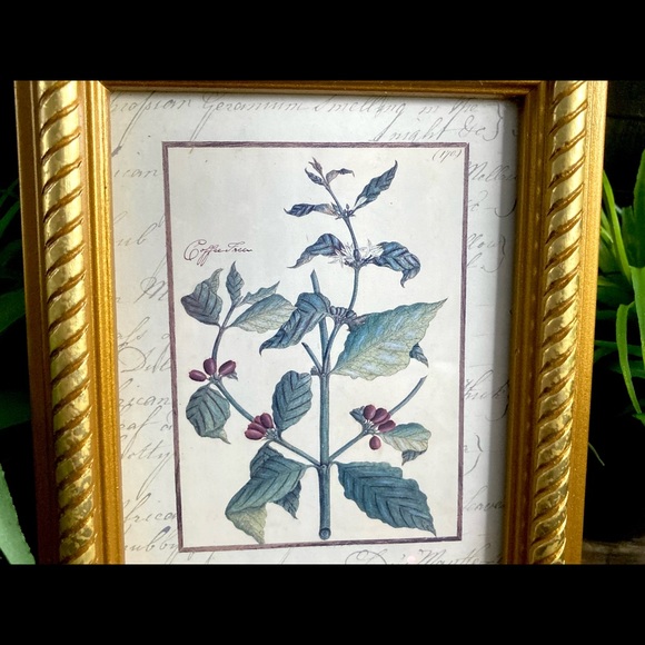 Vintage Custom Framed Botanical Illustration Print Coffee Tree - Picture 6 of 11